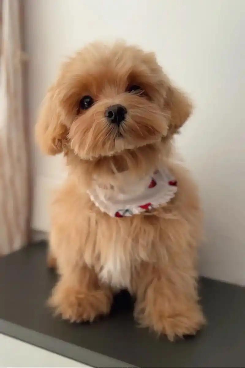 上海荟麦盟犬舍