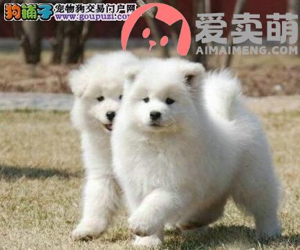 阿萨法撒大声地