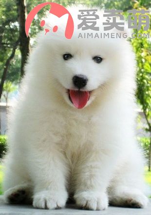 12上海博美犬多少钱，上海博美犬价格，上海博美犬舍博美博美博美博