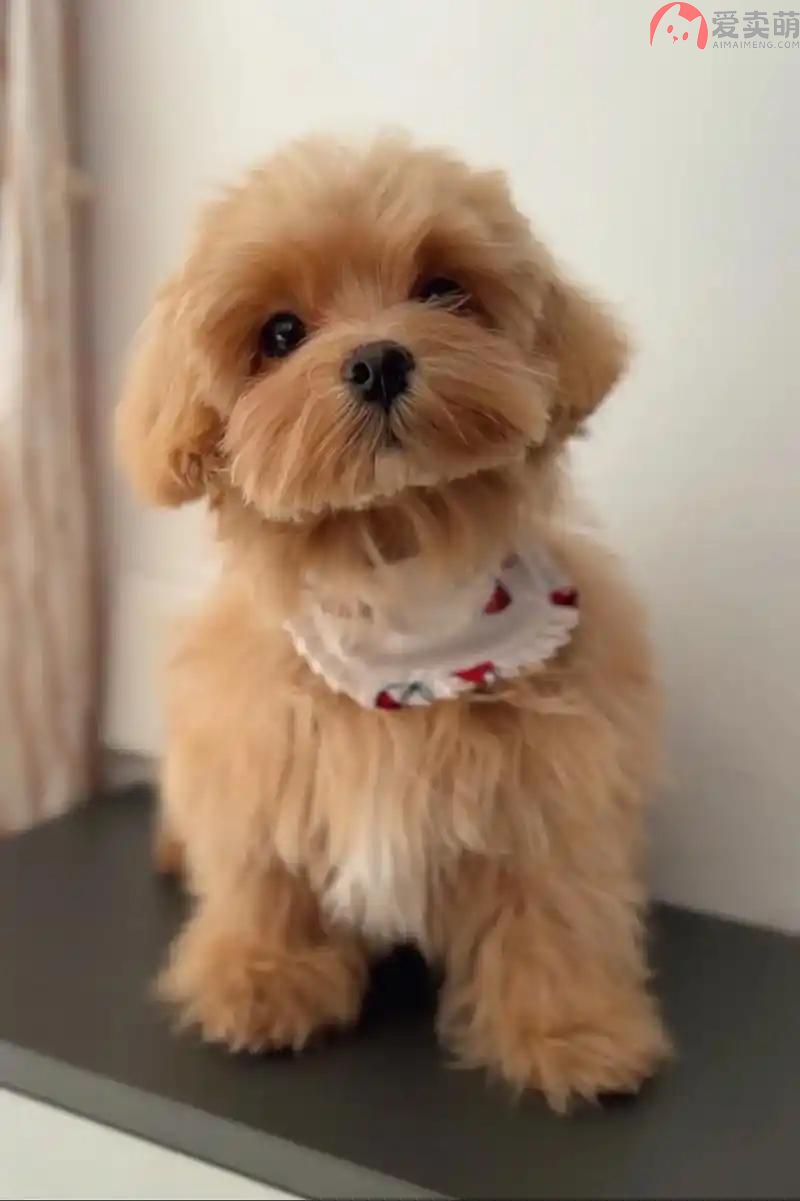 黄浦区马尔泰价格多少钱哪里买