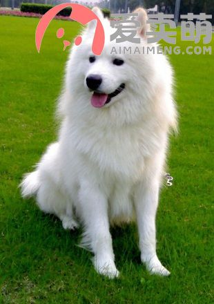 上海萨摩耶犬多少钱，上海泰迪犬价格，上海泰迪犬犬舍