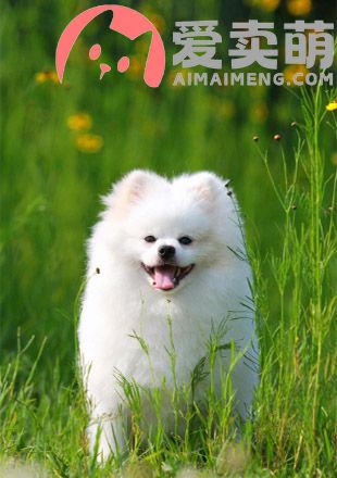 12上海博美犬多少钱，上海博美犬价格，上海博美犬舍博美博美博美博