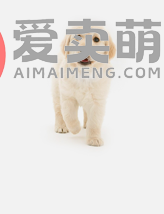 1拉布拉多多少钱价格哪里买