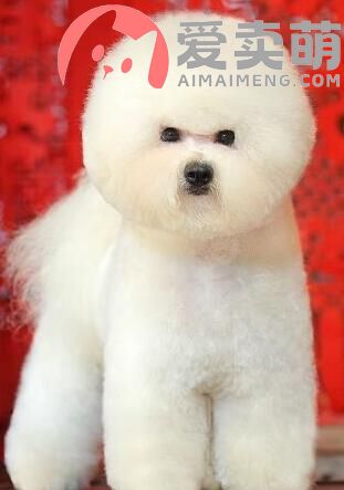 上海萨摩耶犬多少钱，上海泰迪犬价格，上海泰迪犬犬舍