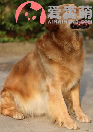 上海泰迪犬多少钱，上海泰迪犬价格，上海泰迪犬舍