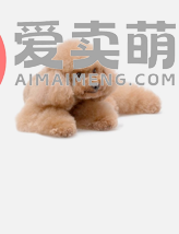 上海马儿泰幼犬马尔泰多少钱钱价格哪有卖